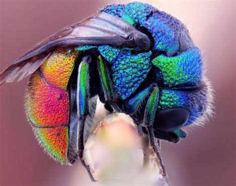 Top 10 Amazing Naturally Rainbow Coloured Animals