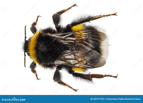 Bumblebee Species Bombus Terrestris Stock Image - Image of extreme, yellow: 30751795