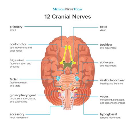 What are the 12 cranial nerves? Functions and diagram