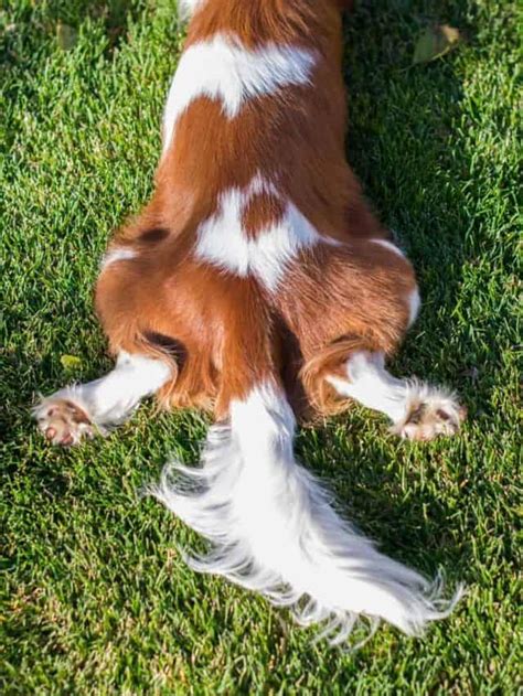 What Is Happy Tail Syndrome And Should You Be Concerned? - PupVine