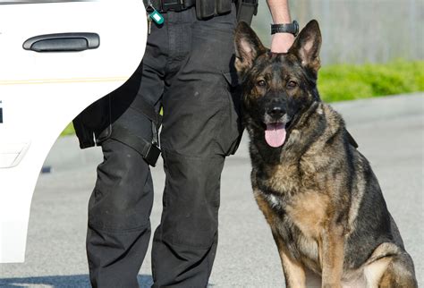 OCC K-9 Program Prepares Handlers and Dogs