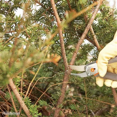 Bush Pruning Tips for Healthier Bushes | Family Handyman