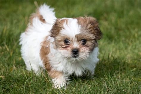 Teacup Shih Tzu: The Ultimate Guide To This Tiny Fluffy Dog | vlr.eng.br