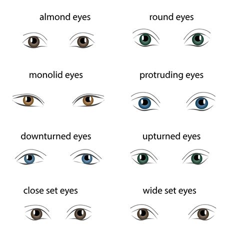 8 Different Types of Eye Shapes | Types of eyes, Types of eye shapes, Different types of eyes