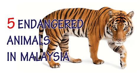 5 Endangered Animals in Malaysia - YouTube