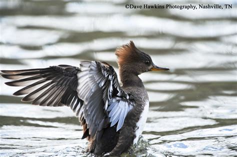 Tennessee Watchable Wildlife | Hooded Merganser - Habitat: TENNESSEE