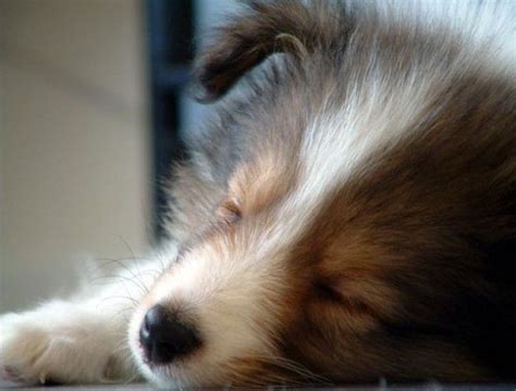 sheltie puppy sleeping | Sheep dog puppy, Sleeping puppies, Cute puppies