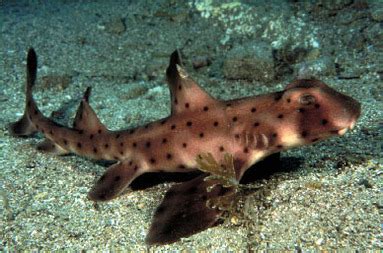 Bullhead Shark - Shark Facts For Kids