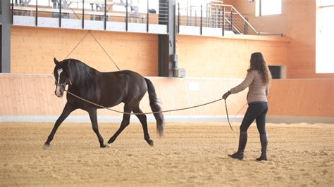 How your horse learns to differentiate between circling and lunging ...