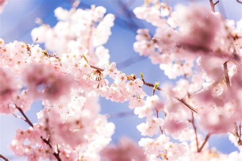 Wakayama: Richmond’s Sister City in Japan - Richmond Cherry Blossom ...