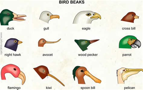 Science: Animals with Beak