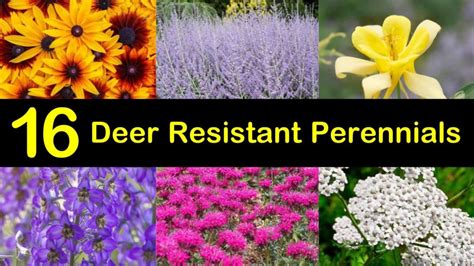 16 Deer Resistant Perennials that Won't Be on the Wildlife Menu