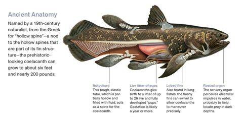 Coelacanths: Characteristics, types, behavior and more....