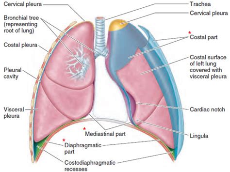 ANATOMY OF THE PLEURAE Flashcards | Quizlet