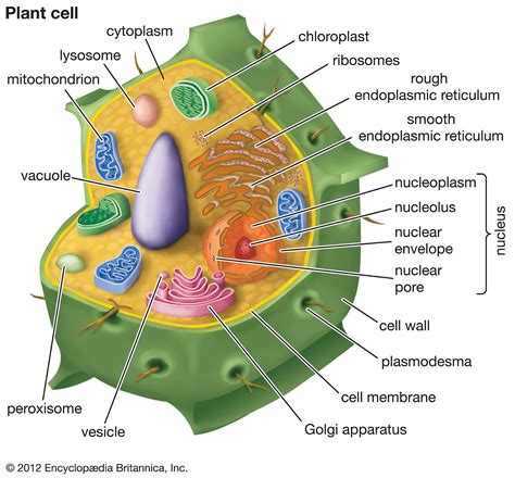cell wall | Description, Properties, Components, & Communication | Britannica