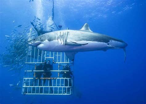 Why Isla Guadalupe needs shark tourism - DIVE Magazine