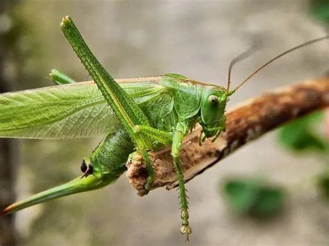 What Do Grasshoppers Eat - Grasshopper Diet - Kidz Feed