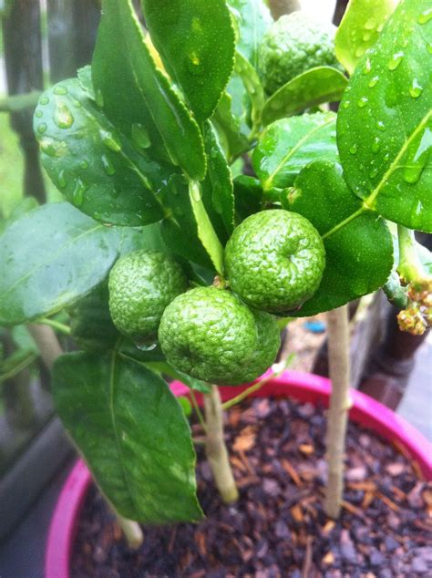 Kaffir lime (Makrut lime) Growing Veggies, Kaffir Lime, Citrus, Herbs, Gardening, Fruit, Food ...