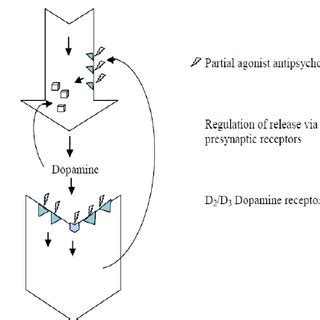 GENERAL MECHANISM OF ANTIPSYCHOTIC ACTION | Download Scientific Diagram