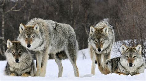 Pictures Of Gray Wolves Hunting