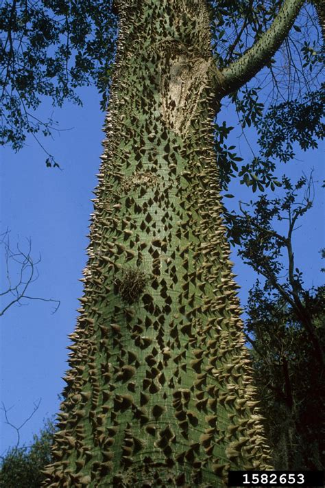 silk-floss tree (Chorisia speciosa)