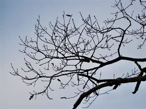 Winter Branches - Tree Guide UK - Tree identification by winter branches