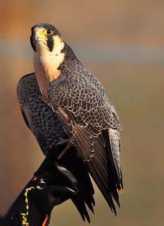 Peregrine Falcon | We saw this small falcon on exhibition ye… | Flickr