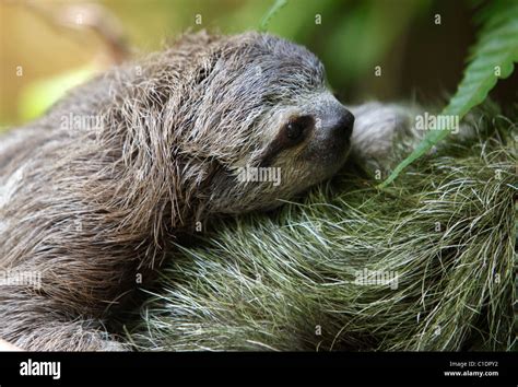 A baby three-toed sloth on its mother's back, Osa Peninsula, Costa Rica Stock Photo - Alamy