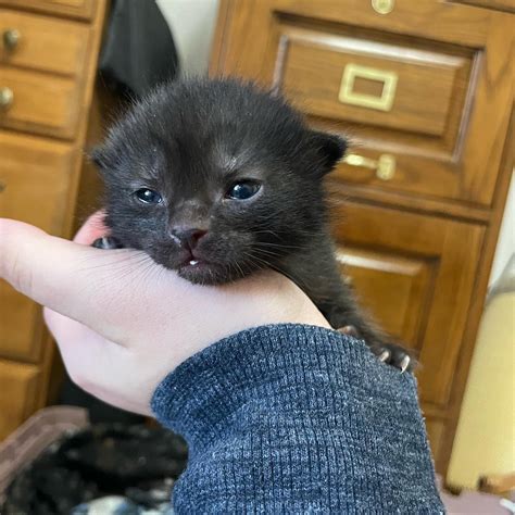 Update: the baby fruit bat has opened her eyes :) : r/Fruitbatcats