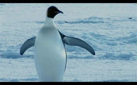 Farce of the Penguins - Alchetron, The Free Social Encyclopedia