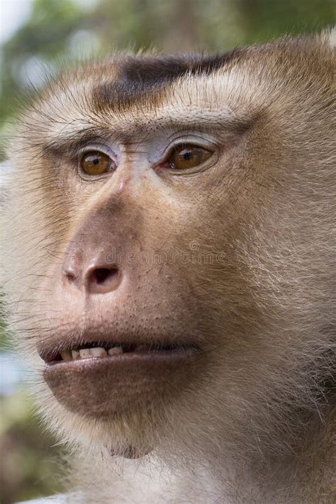 Monkey, Monkey Face Portrait, Jungle Monkey Close Up, Monkey Ape Stock Image - Image of hairy ...