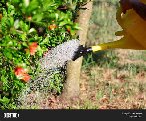 Watering Flowers Image & Photo (Free Trial) | Bigstock