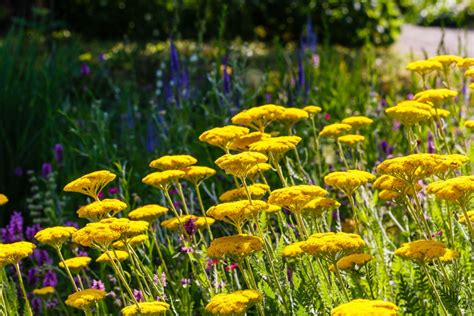 6 Beautiful and Deer Resistant Perennials | Espoma