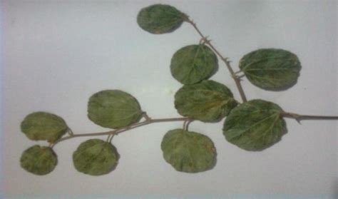 Leaves of Ziziphus mauritiana Lam. | Download Scientific Diagram