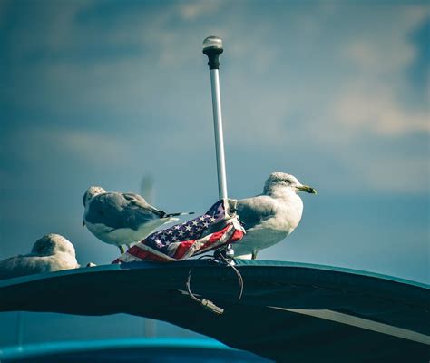 White and Gray Seagull · Free Stock Photo