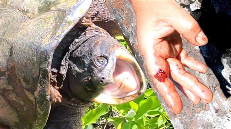 Common Snapping Turtle Bite