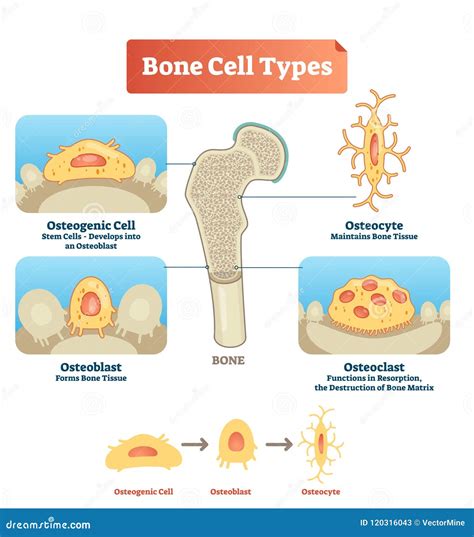 Osteocyte Cartoons, Illustrations & Vector Stock Images - 89 Pictures to download from ...