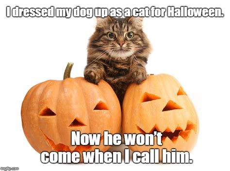 Cat for Halloween - Imgflip