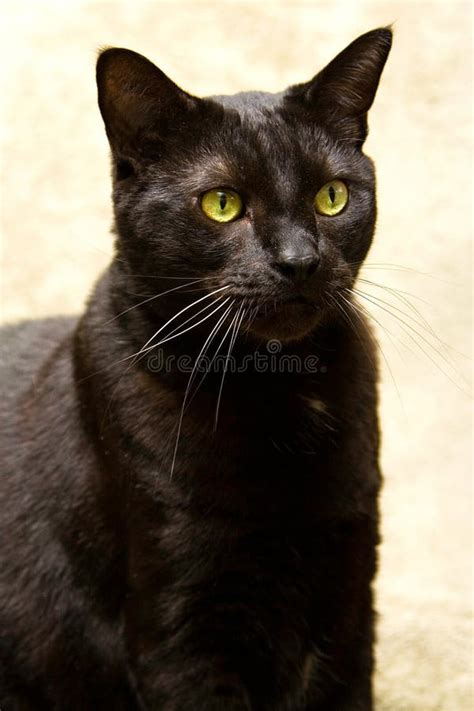 Black cat with green eyes stock photo. Image of puma, straight - 2260994