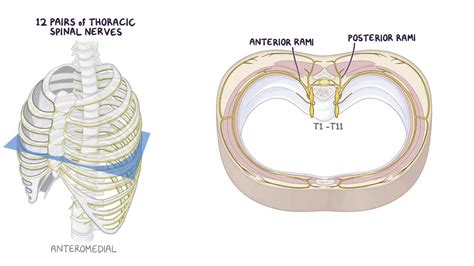 Vessels and nerves of the thoracic wall: Video | Osmosis