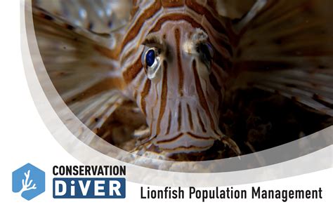 Invasive Lionfish Management - Conservation Diver