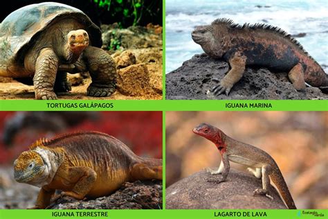 Flora y fauna de las Islas Galápagos - Nombres y FOTOS