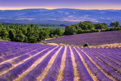 Provence Lavender Tour, Arles