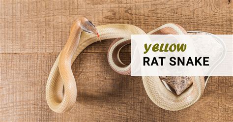 A Guide on Pet Snake Caring – Yellow Rat Snake - The Barnyard Supply Co