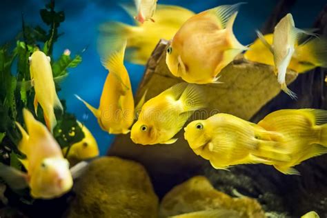 Parrot Cichlid Fish in Aquarium Stock Image - Image of tropical, tank ...