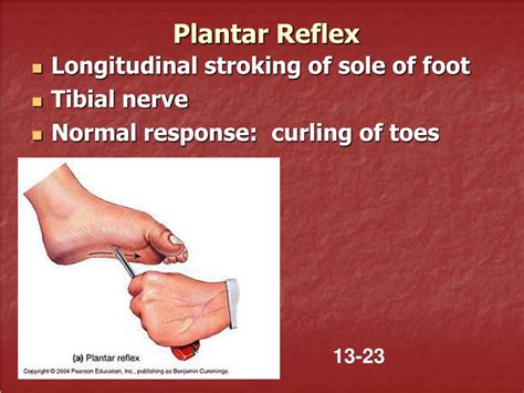 PPT - Exercise 22: Reflex Physiology PowerPoint Presentation, free download - ID:3011676