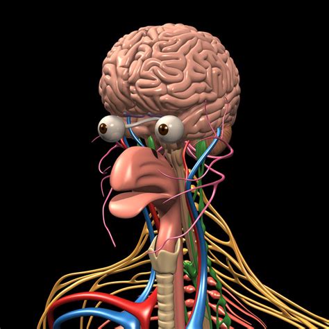 max human anatomy nervous brain