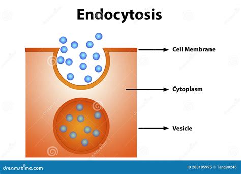 Endocytosis diagram stock illustration. Illustration of lipid - 283185995