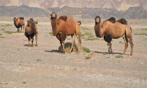 Wild life in China: Conservation measures create vibrant habitat for ...