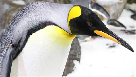 Quiz: Which penguin personality are you most like? | Newshub